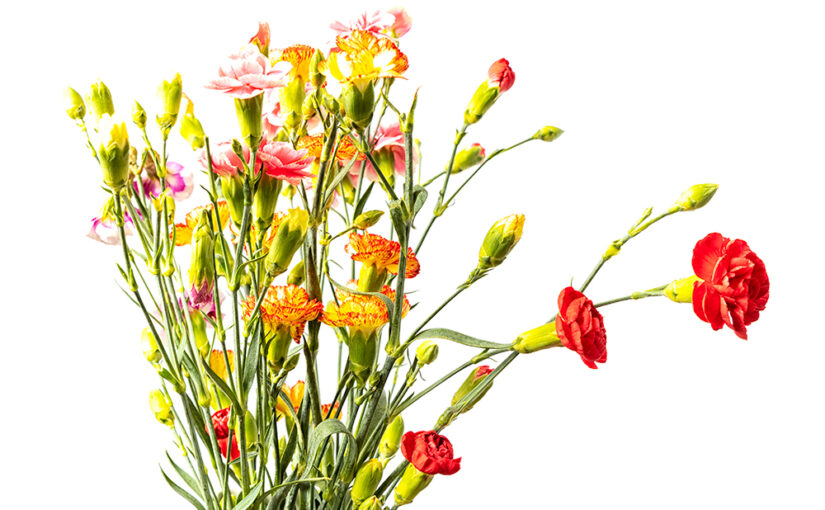 Fresh flowers in the house