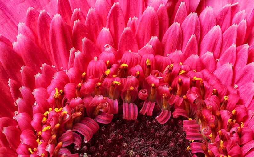 May 21 – Pink