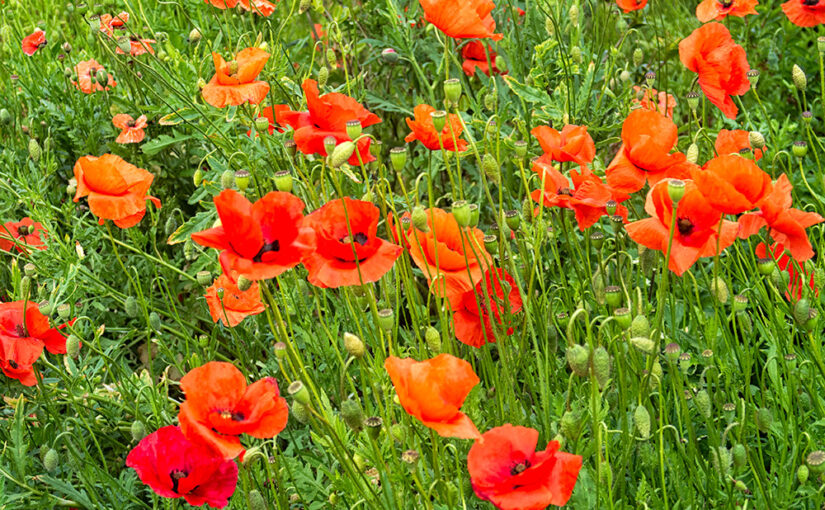 May 25 – Poppies