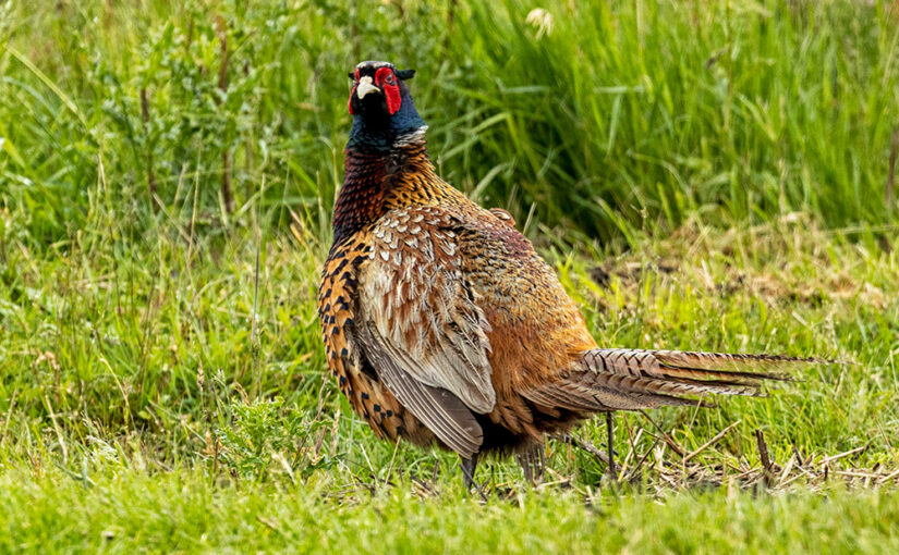 May 30 – Pheasant