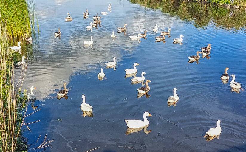 Jul 06 – Geese