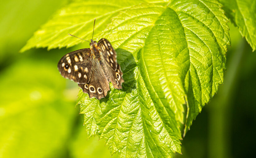 Jul 08 – Butterfly