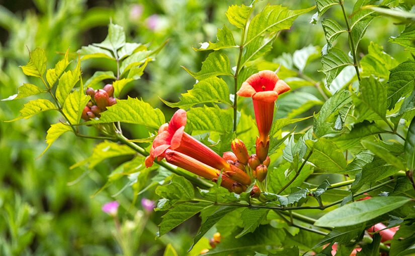 Jul 09 – Flower