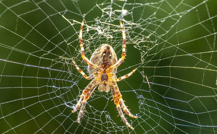 Jul 13 – Spider