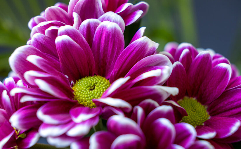Jul 16 – Chrysanthemum