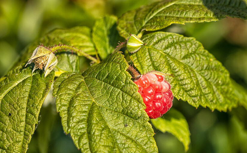 Jul 19 – Raspberry