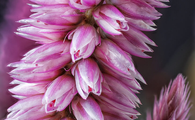 Jul 26 – Celosia