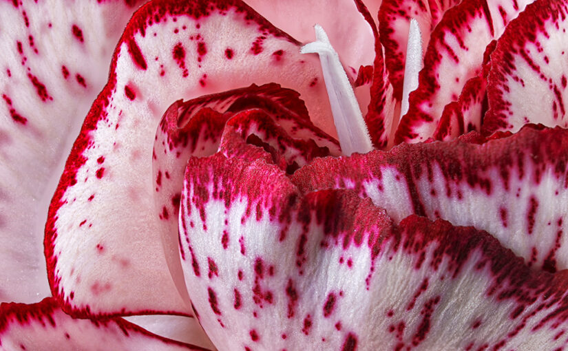 Jul 28 – Dianthus