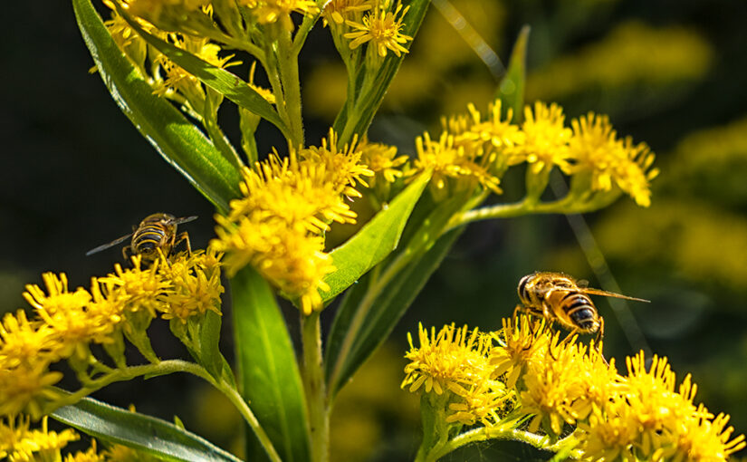 Aug 03 – Flies