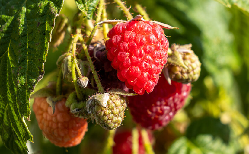Aug 05 – Fruity
