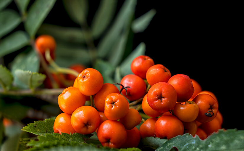 Aug 07 – Berries