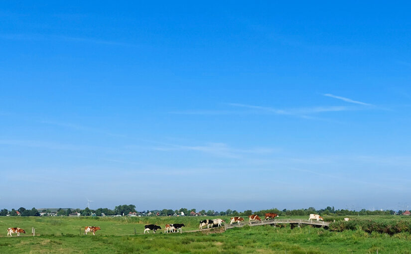 Aug 10 – Cow walk
