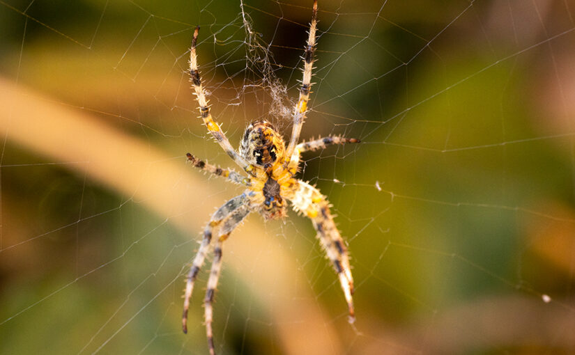 Aug 12 – Hanging