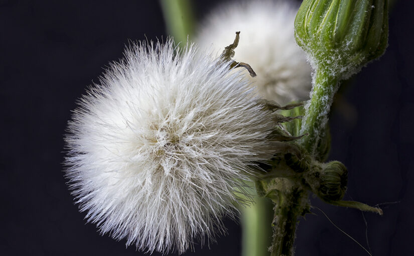 Aug 13 – White weeds