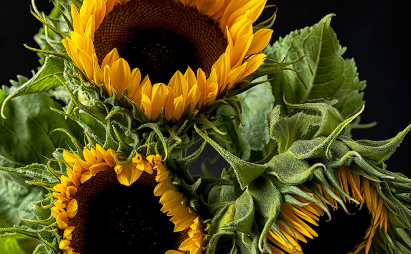 Aug 16 – Sunflowers