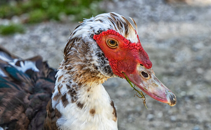 Aug 24 – Duck