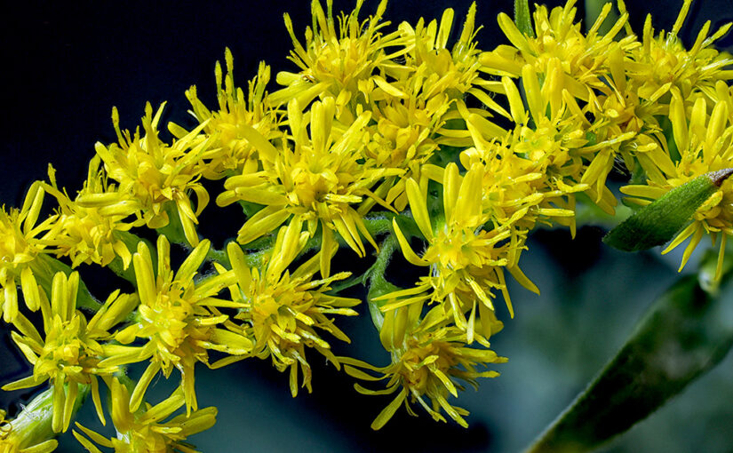 Aug 28 – Yellow