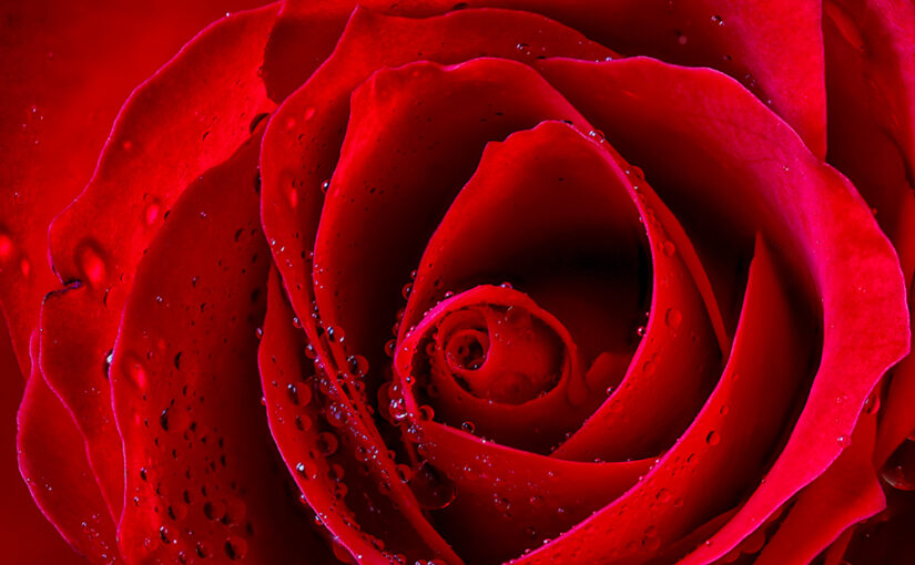 Aug 31 – This rose will never die