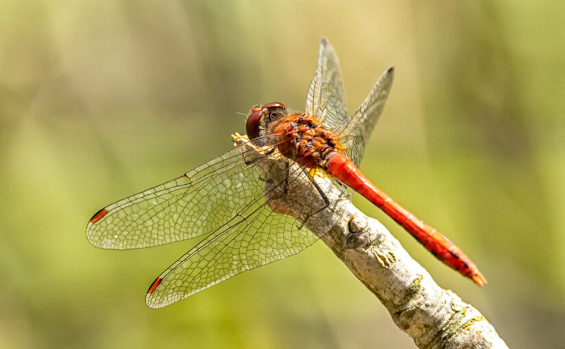 Sep 07 – Winged