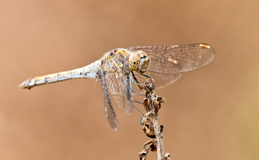 Sep 08 – Winged II