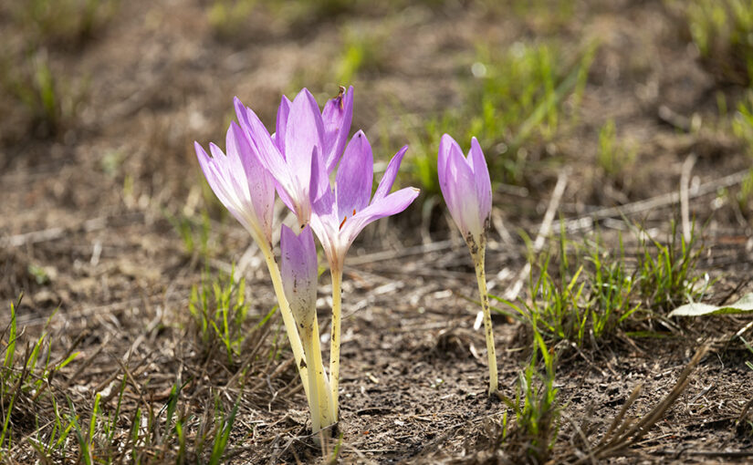 Sep 11 – Flowers