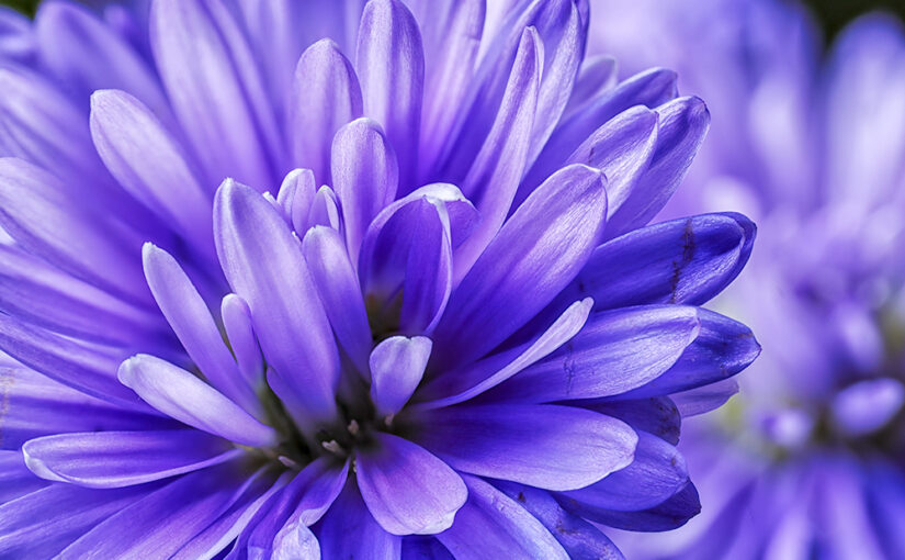 Sep 15 – Purple