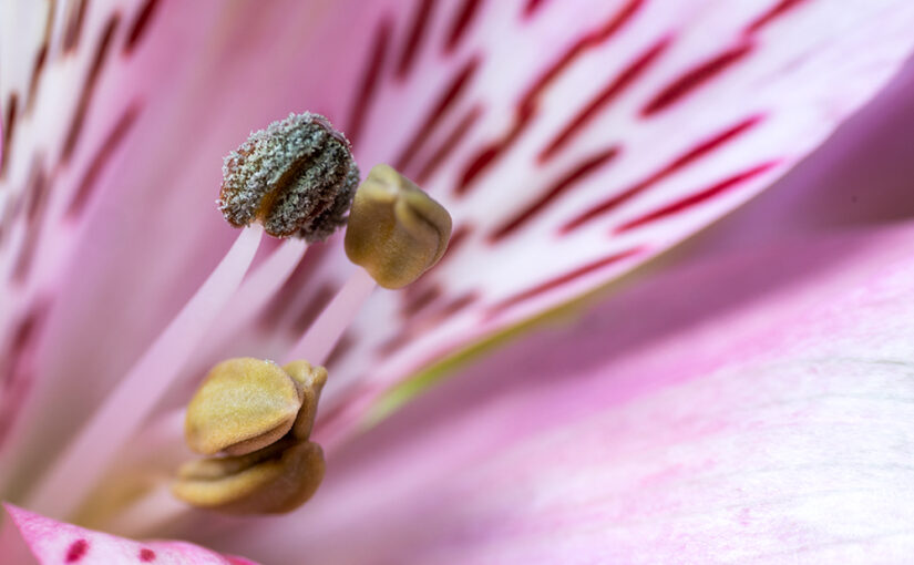 Sep 16 – Pink