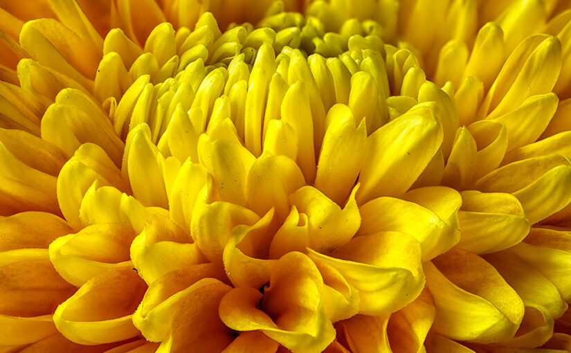 Another flower detail