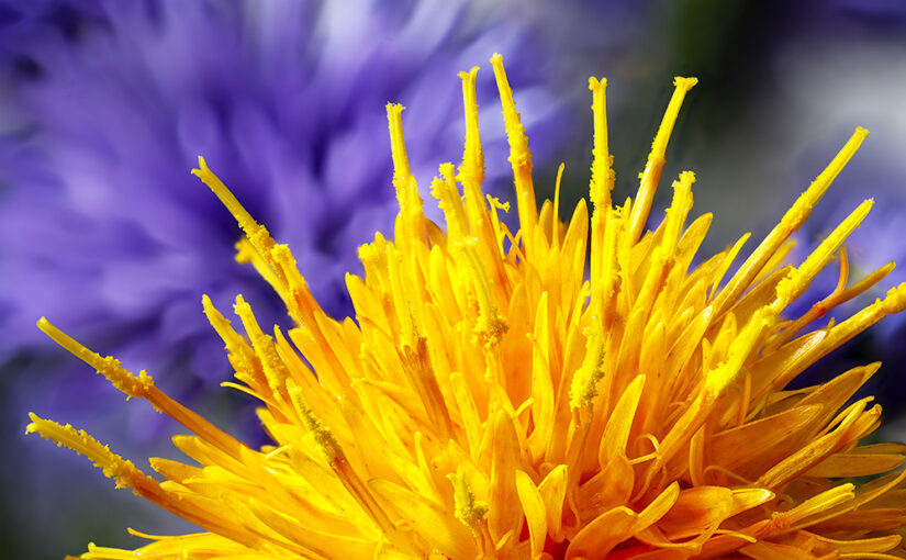 Another flower detail