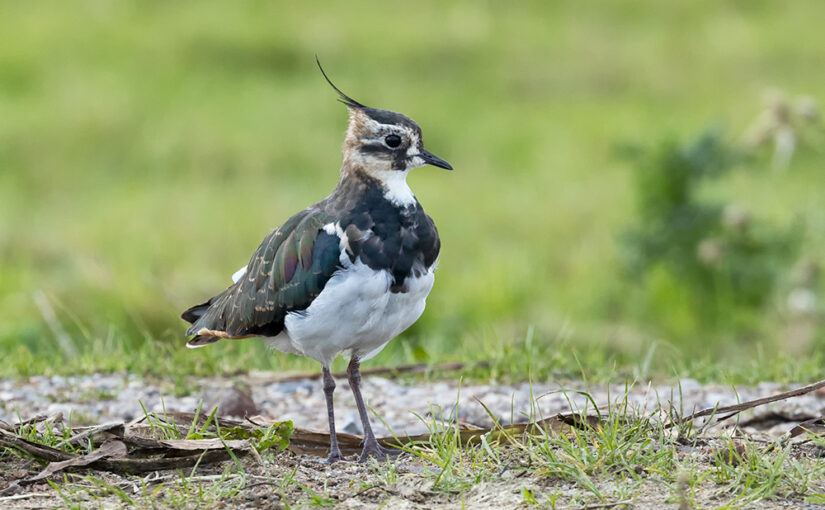 Sep 21 – Peewit