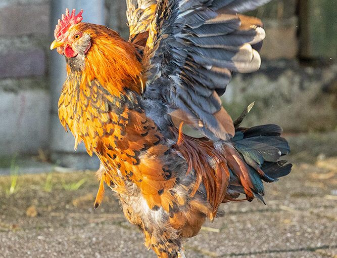 A chicken on a farm in the neighborhood