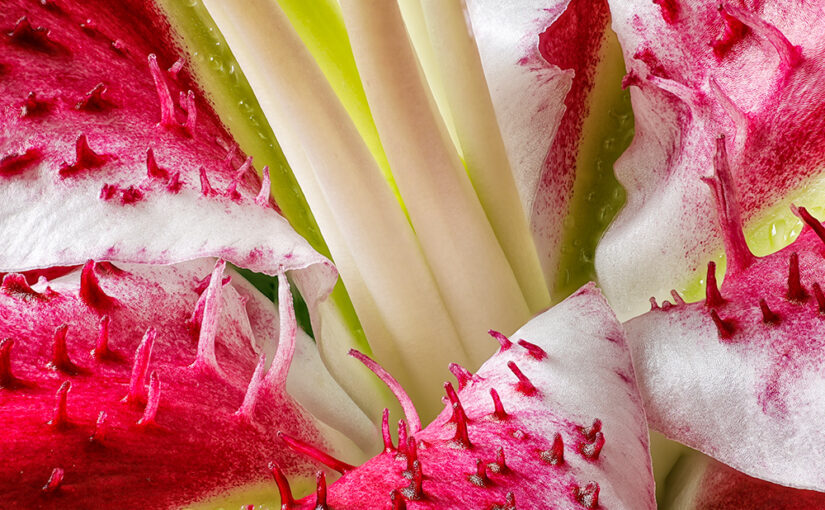 Detail of a flower in a bouquet