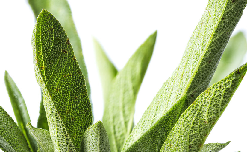 Oct 05 – Sage