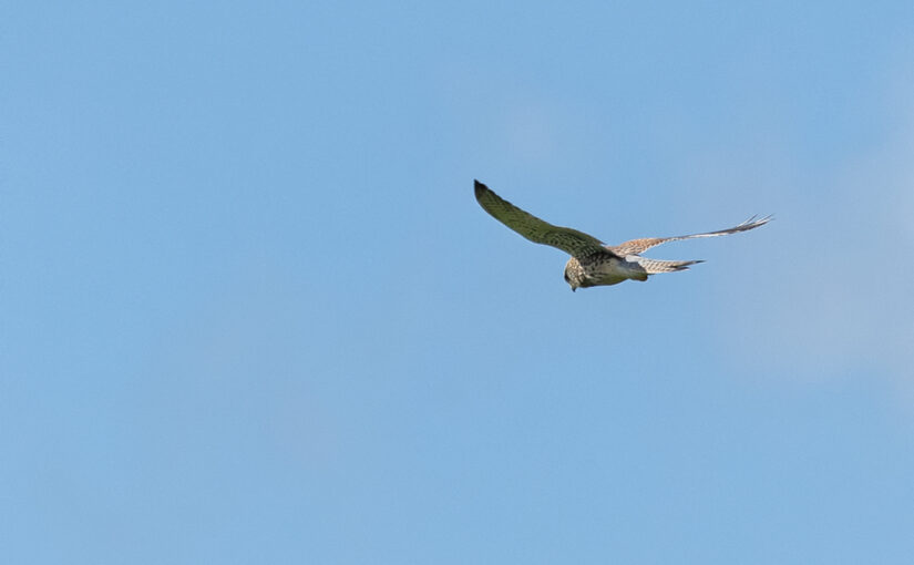 A bird, searching for a prey