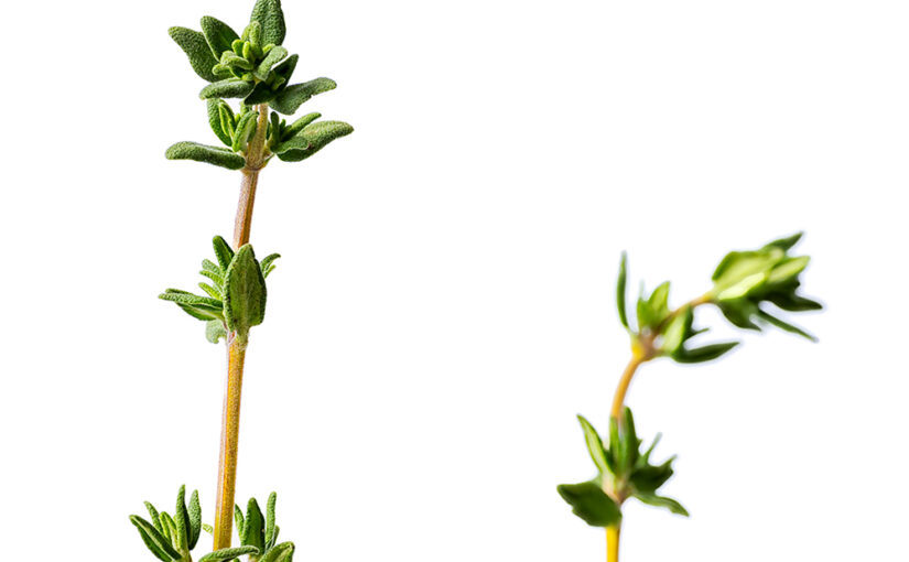 Oct 15 – Thyme