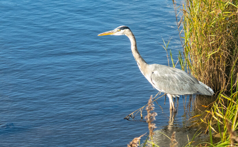 Oct 16 – Heron