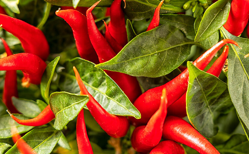 Oct 21 – Red and green