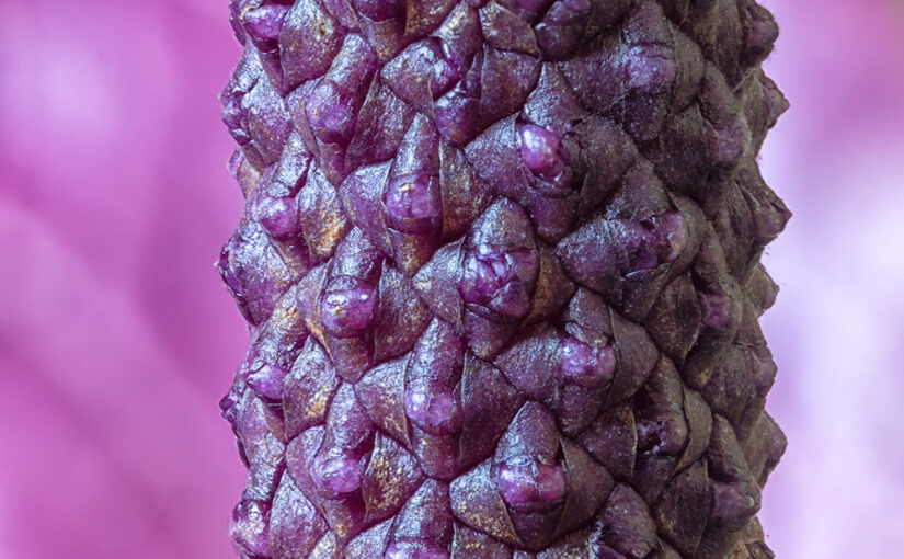 Detail of an anthurium