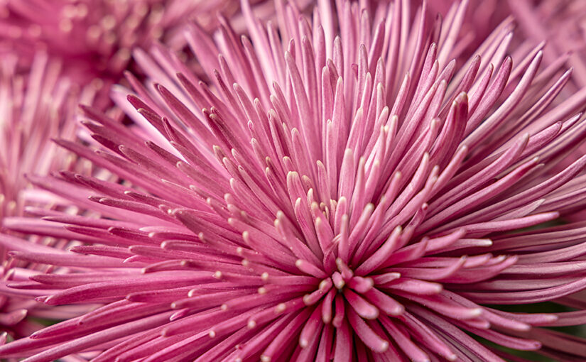Nov 08 – Chrysanthemum
