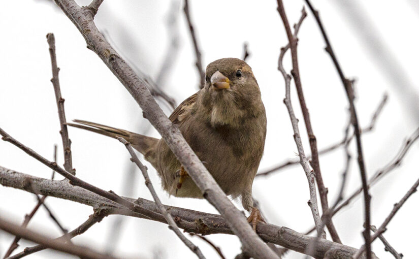 Nov 10 – Sparrow