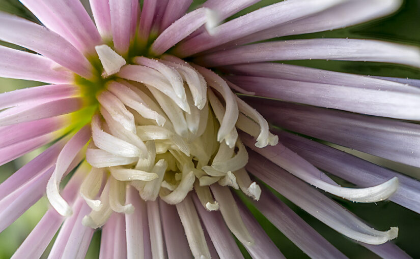 Nov 16 – Flower