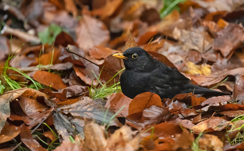 Nov 27 – Blackbird