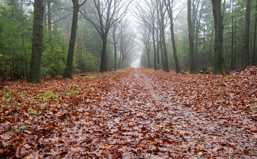 Nov 28 – Path