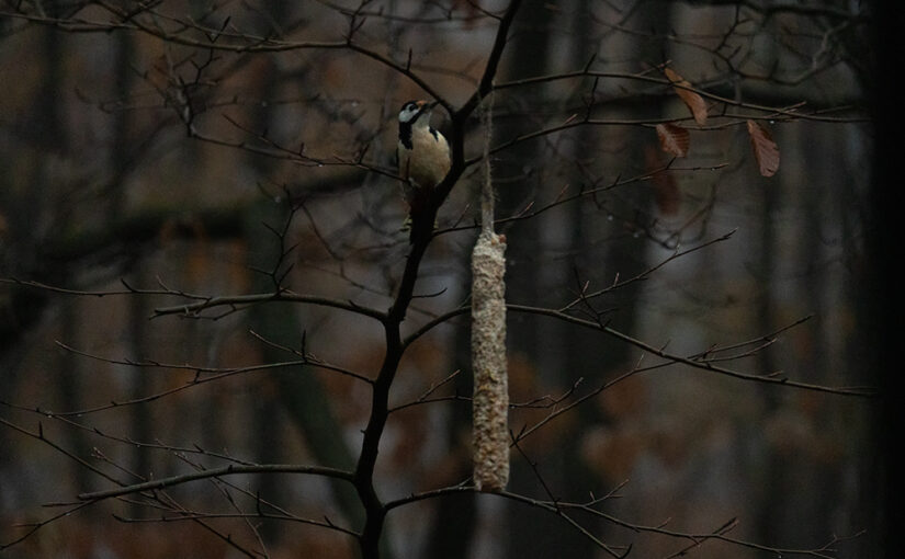 Nov 29 – Woodpecker