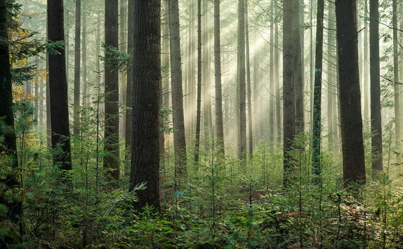 Dec 01 – Sun rays