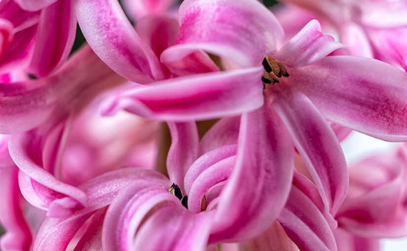 The hyacinth from a few weeks ago