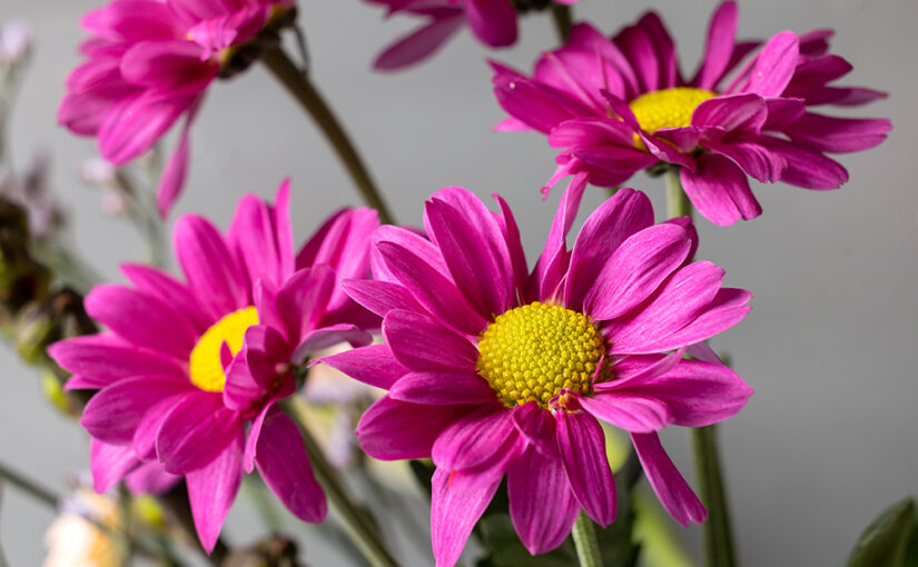 Fresh flowers in the house