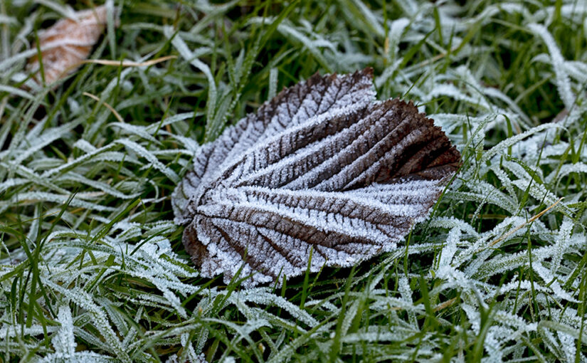 Dec 14 – Frost