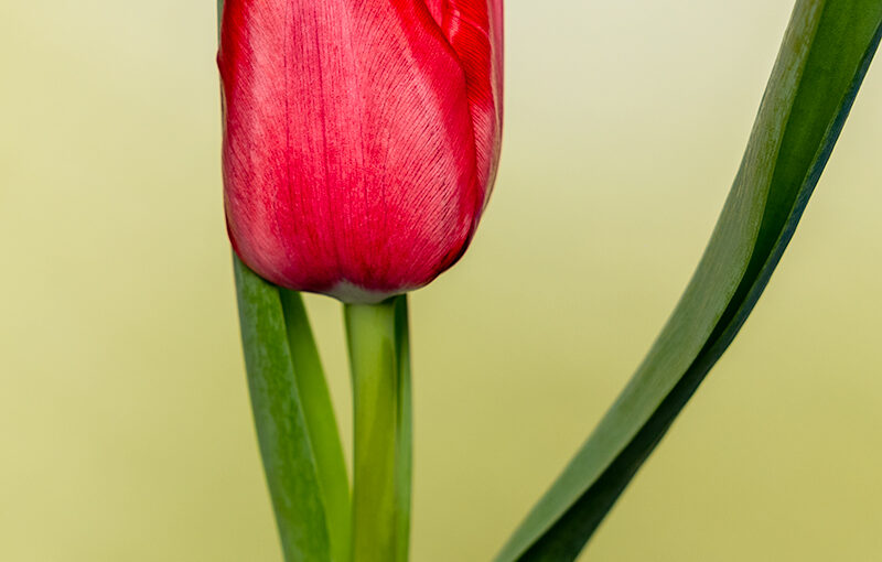 Jan 03 – Tulip
