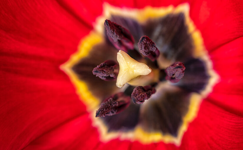 Inside of a tulip